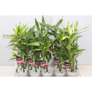 DRACENA LUCKY BAMBOO P12