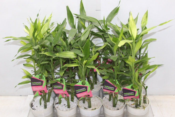 <h4>DRACENA LUCKY BAMBOO P12</h4>