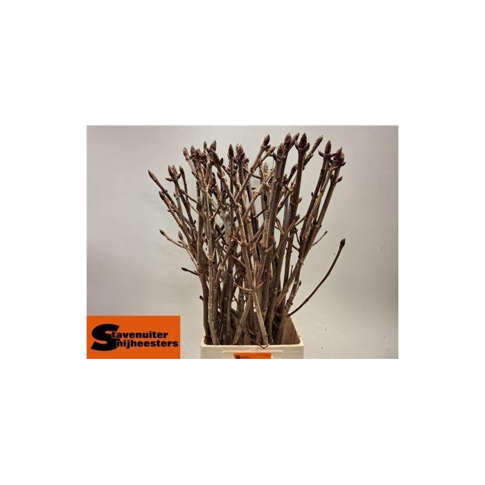 <h4>Aesculus Hippoc Tak</h4>