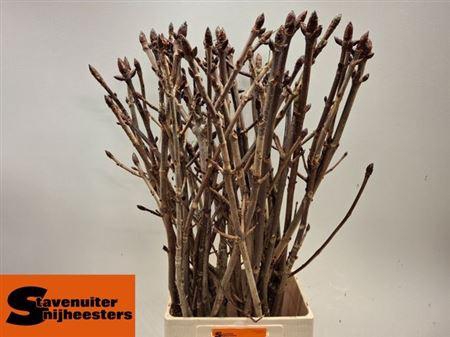 <h4>Aesculus Hippoc (kastanje) Vert</h4>