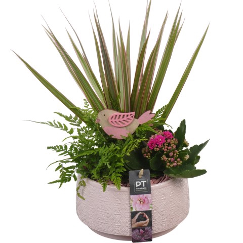 <h4>PTIB6326 Arrangementen kamerplanten</h4>