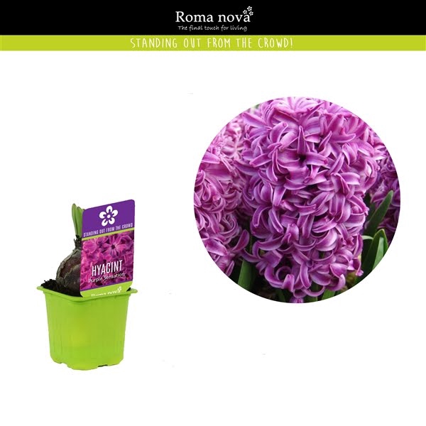 <h4>Hyacint Purple Sensation 7cm</h4>