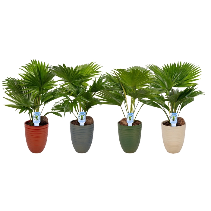 <h4>Livistona Nancy Pearl 830 Asp mix</h4>