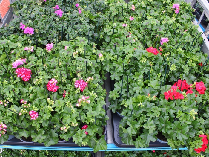 <h4>PEL PELT MIXK</h4>