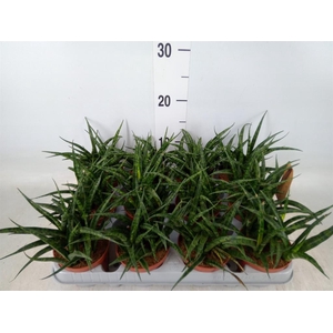 Sansevieria   ...