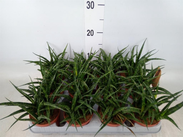 <h4>Sansevieria   ...</h4>