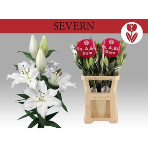 LI OR SEVERN