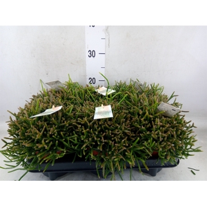 Rhipsalis burchellii