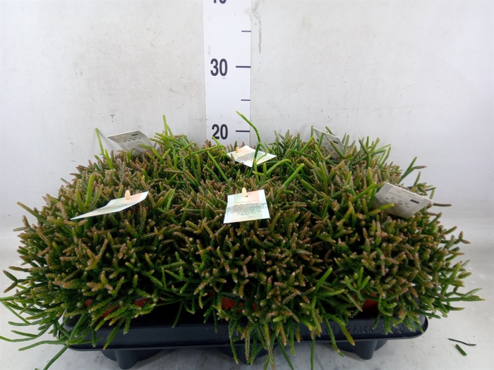 <h4>Rhipsalis burchellii</h4>