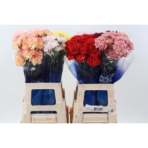 Di St Gem In Fust Hi