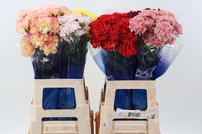 <h4>Di St Gem In Fust Hi</h4>