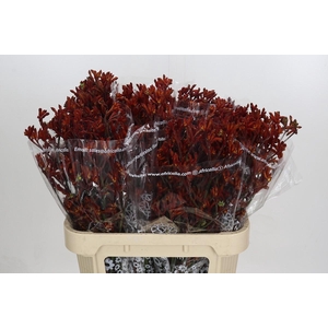 Anigozanthos Skippy Morning Sun