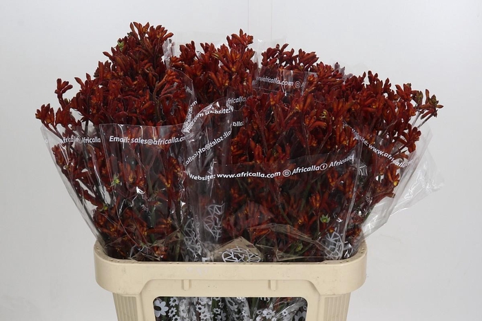 <h4>Anigozanthos Skippy Morning Sun</h4>