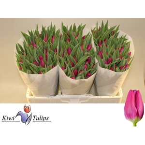 Tulipa si pink ardour