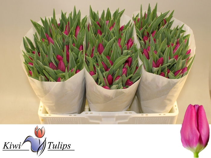 <h4>Tulipa si pink ardour</h4>