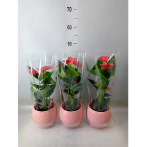 Anthurium andr. 'Joli'