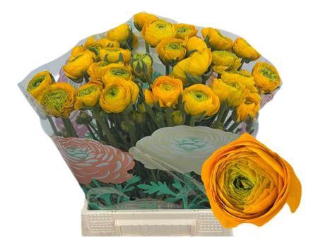 <h4>Ran Aazur Yellow</h4>