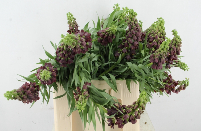 <h4>FRIT PERSICA</h4>