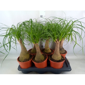 Beaucarnea recurvata