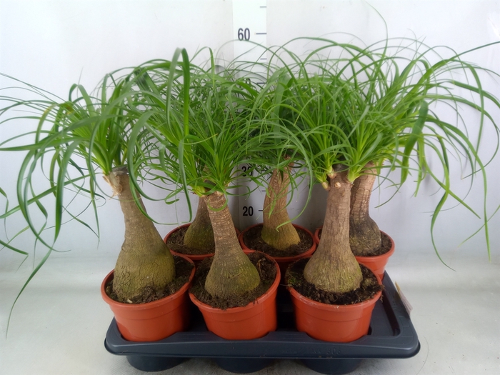 <h4>Beaucarnea recurvata</h4>