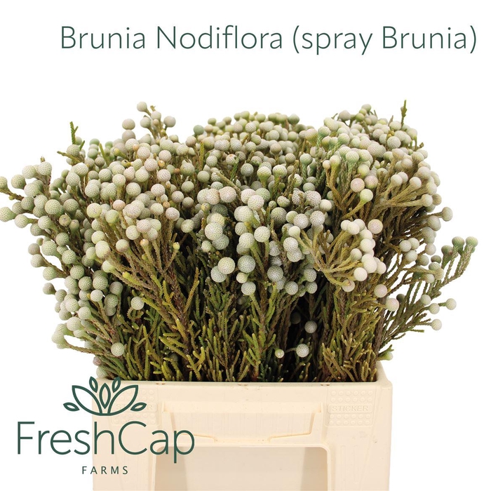 <h4>Brunia Nodiflora (spray Brunia)</h4>