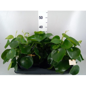 Peperomia polybotrya 'Raindrop'