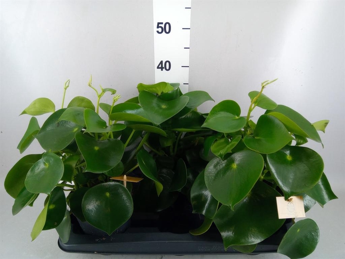 <h4>Peperomia polybotrya 'Raindrop'</h4>