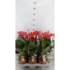 Anthurium andr. 'Felicita'