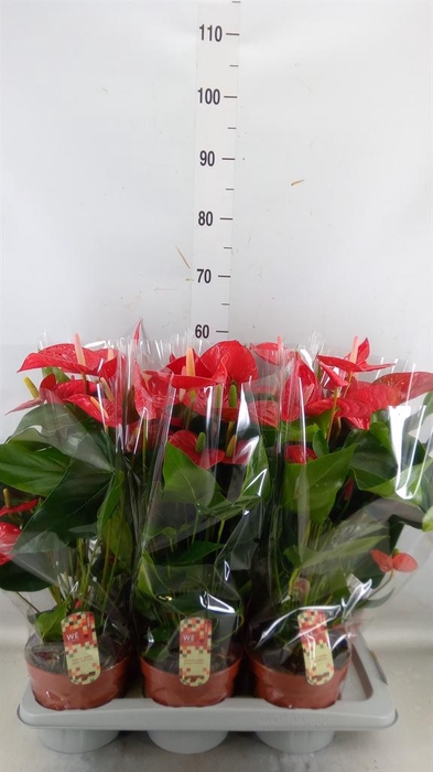 <h4>Anthurium andr. 'Felicita'</h4>