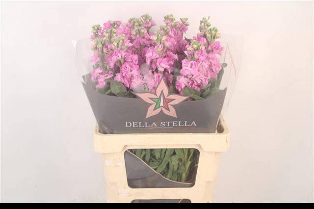 <h4>MATTH IRON PINK</h4>