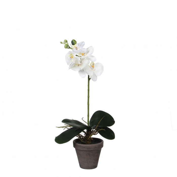 <h4>Pot Phalaenopsis d11/13*48cm</h4>