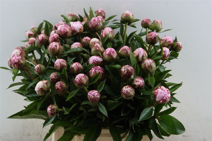 <h4>Paeo L Sarah Bernhardt</h4>