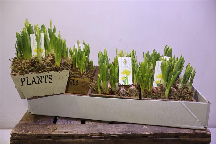 <h4>Arr N Tete A Tete In Houten Bakje</h4>