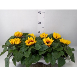 Helianthus an. 'Tiger Eye'