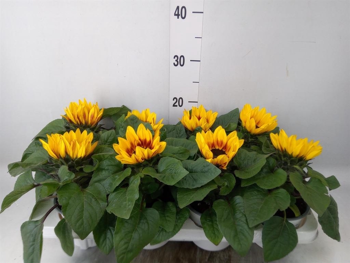 <h4>Helianthus an. 'Tiger Eye'</h4>