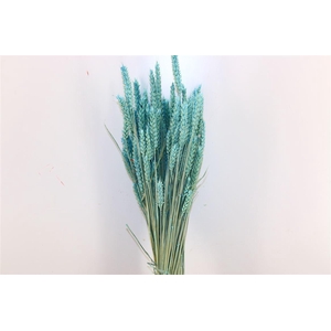 Dried Triticum X5 Light Blue Bunch