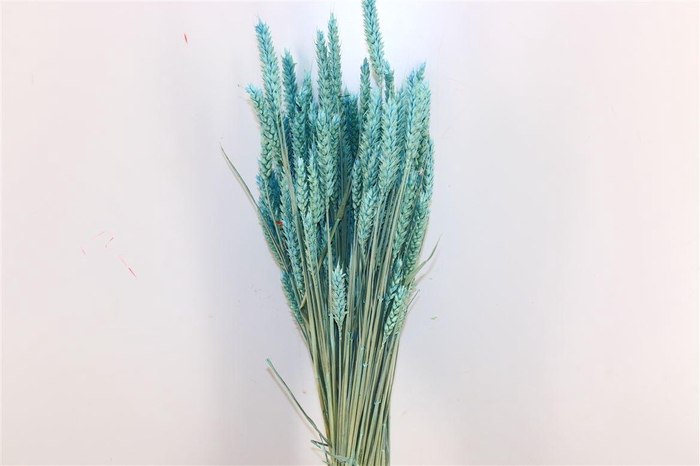 <h4>Dried Triticum X5 Light Blue Bunch</h4>