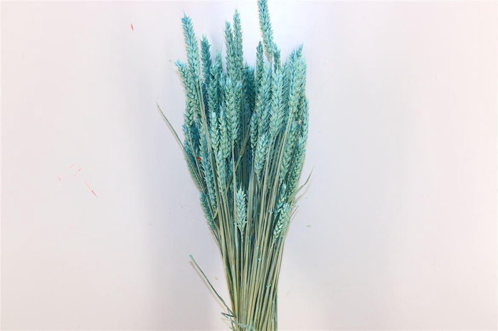 <h4>Dried Triticum X5 Light Blue Bunch</h4>