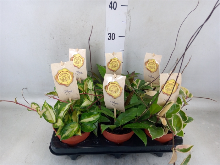 <h4>Hoya carnosa</h4>