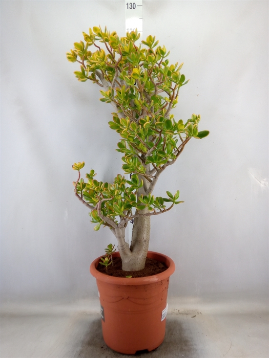 <h4>Crassula ovata 'Sunset'</h4>