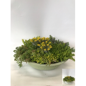 SEDUM GEM