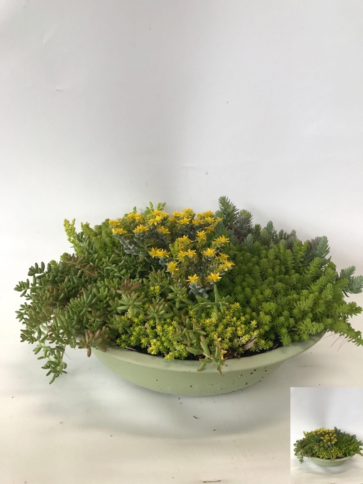 <h4>SEDUM GEM</h4>