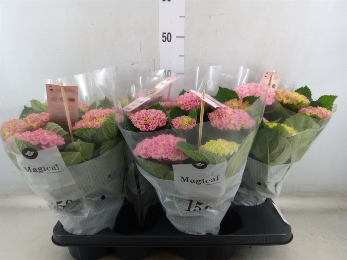 <h4>Hydrangea mac. 'Magical Revolution'</h4>