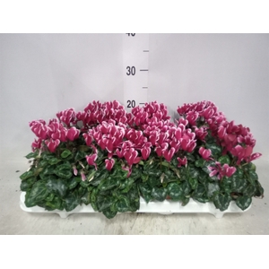 Cyclamen KL 'Odora Fuji WineRed'