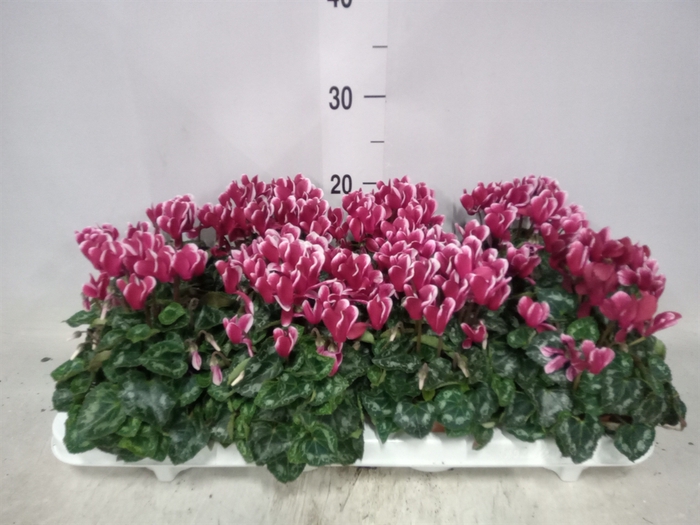 <h4>Cyclamen KL 'Odora Fuji WineRed'</h4>