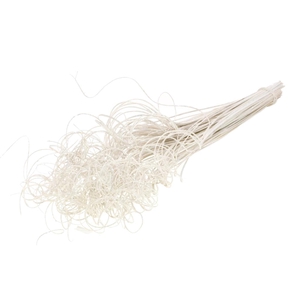 Curly Ting White Silv Gl