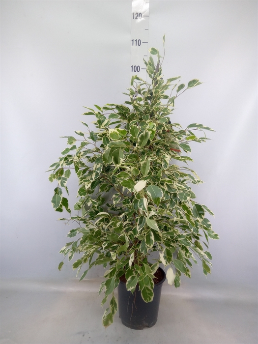 <h4>Ficus benja. 'Twilight'</h4>