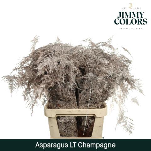 <h4>Asp lang getopt Champagne</h4>