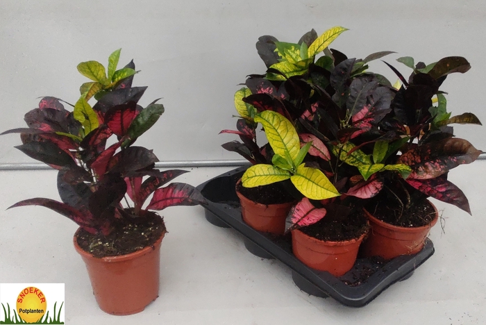 <h4>COD KL MRS ICETON</h4>