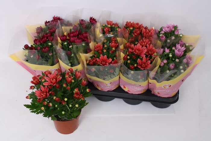 <h4>CHRYS GEM 3 KL</h4>